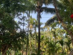 -中国科学院西双版纳热带植物园