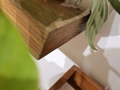 -吉丁鸟咖·异宠·寄养