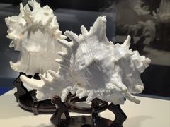 -贝壳王国博物馆