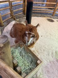 -Zoolung Zoolung动物主题公园(海信广场店)