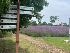 -同里国家湿地公园
