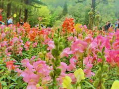 -深圳市中科院仙湖植物园