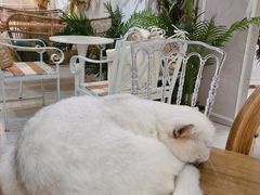 -共舞时光猫咖·狗咖(新街口店)