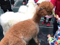 -藦茜花园宠物主题亲子互动体验馆(国顺东路店)