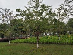 -金沙湖公园