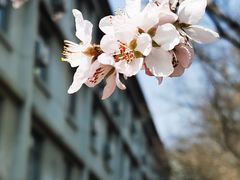 -东北大学(南湖校区)