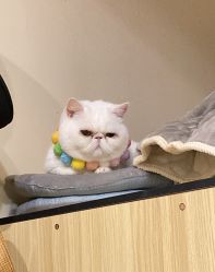 -LUNA皮相美·骨相美高级美感