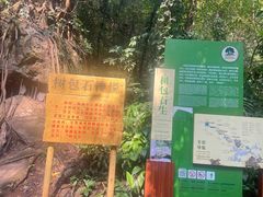 -莫里热带雨林景区