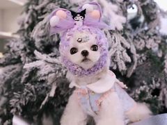 -萌宠之家·腊肠犬·马尔泰·小体犬舍