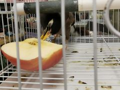 -MCJ-花店(西罗园店)