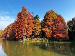 -中国科学院华南植物园