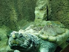 -太平洋海底世界