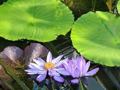 -国家植物园南园