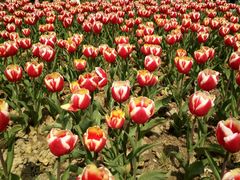 -瑶湖郊野森林公园