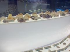 -贝壳梦幻世界