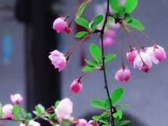 -莫愁湖公园