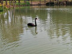-新江湾城公园
