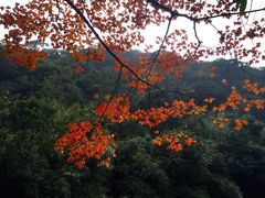 -广州市石门国家森林公园
