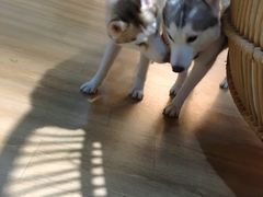 -Husky Go! 哈士奇体验馆·宠物咖啡厅狗咖