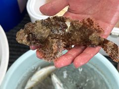 -小猫钓鱼海钓俱乐部(椰梦长廊店)