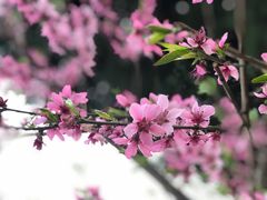 -威克特披萨汉堡