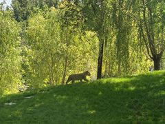 -北京野生动物园
