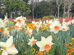 -上海鲜花港