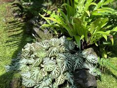 -深圳仙湖植物园