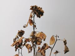 -HALF ORANGE 半个橙子