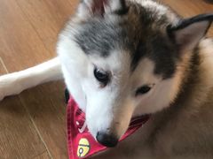 -Husky Go! 哈士奇体验馆·宠物咖啡厅狗咖