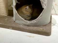 -猫小院猫主题餐厅(三里屯店)