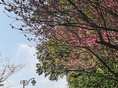 -杭州半山国家森林公园