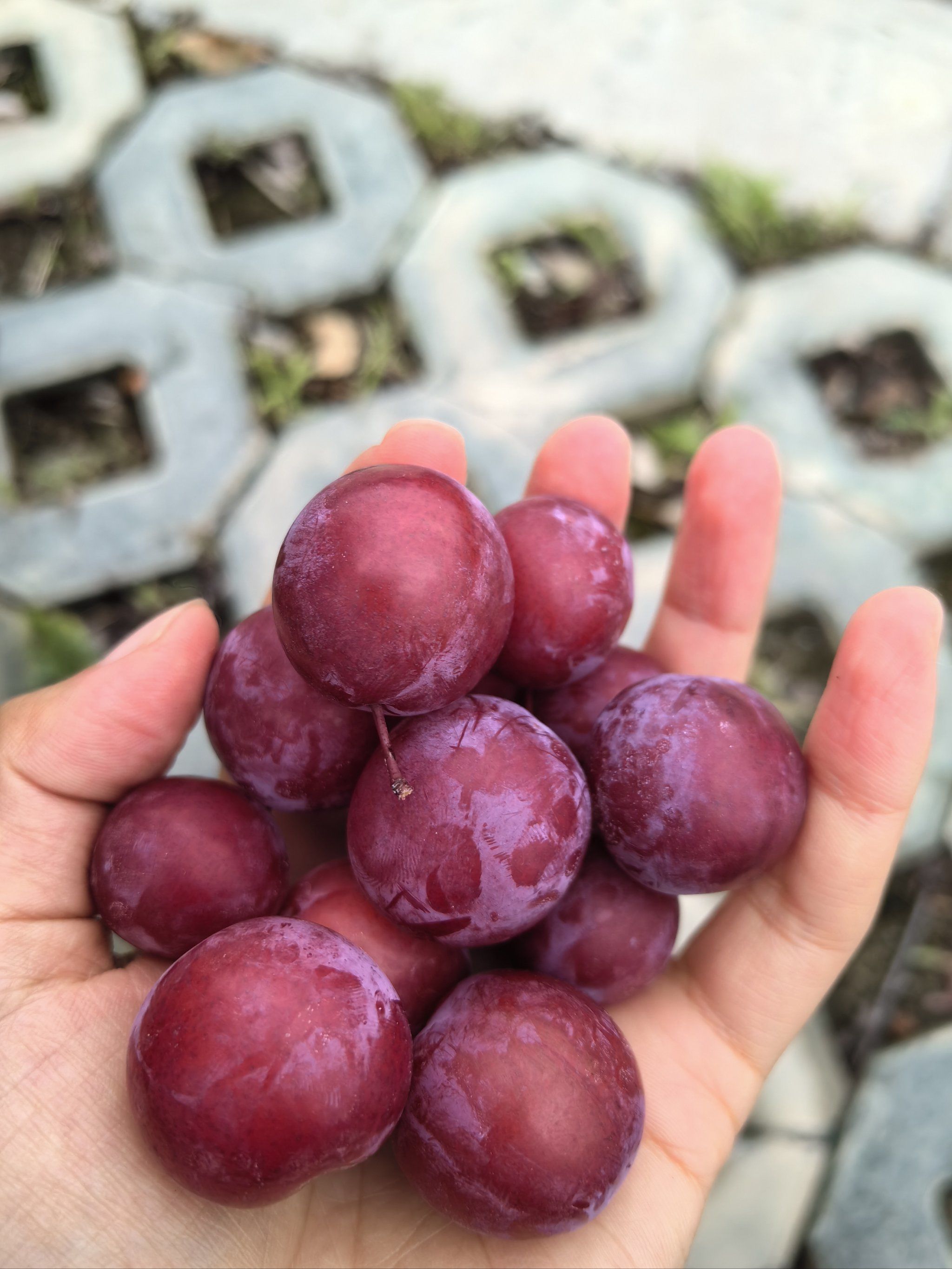 红李子又可以采摘啦