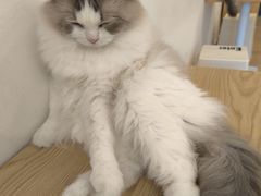 -有喵·猫咖·狗咖·40+猫狗有小奶狗(岗厦店)