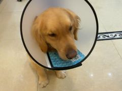 -宠颐生汉谟拉比宠物医院