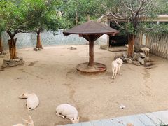-成都动物园