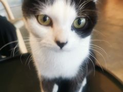 -喵屿·大理花园猫咖