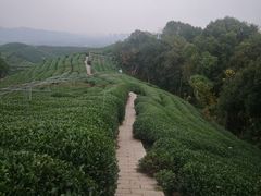 -龙坞茶村