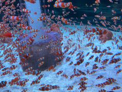 -海合安成都极地海洋公园