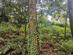 -铁山坪森林公园