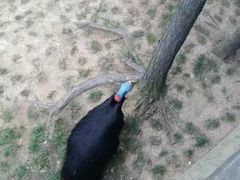 -西霞口神雕山野生动物世界