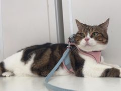-瑞鹏宠物医院·骨科·猫科·内科(第一中心)