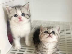 -lincat·猫舍(广州店)