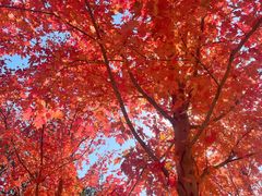 -北京西山国家森林公园