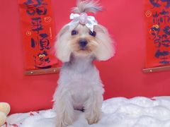 -翊宠yipet猫狗购宠庄园犬舍•猫舍