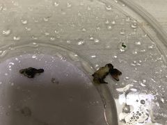 -海清宁记大馅云吞