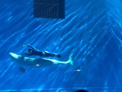 -芜湖新华联大白鲸海洋公园