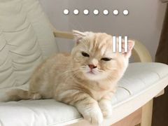 -阿罗新疆菜(人民广场店)