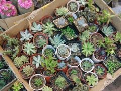 android_upload_pic-双季花艺园艺市场(浦东店)
