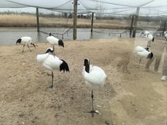 -盐城丹顶鹤湿地生态旅游区